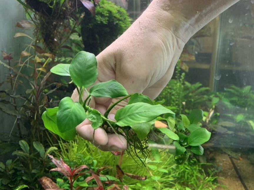 Анубиас Бартера (Anubias barteri)