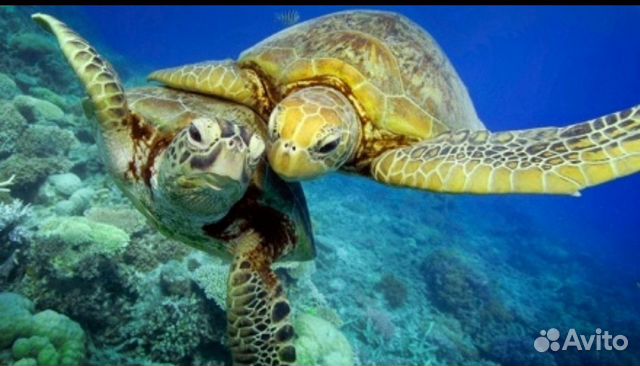 Океанариум купон