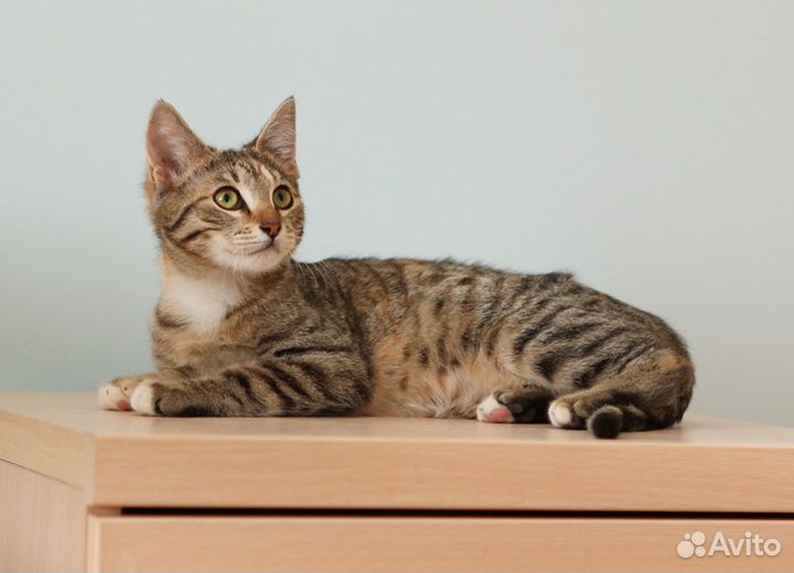 Котёнок в хорошие руки