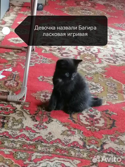 Милая кошечка