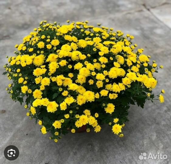 Хризантемы мультифлора