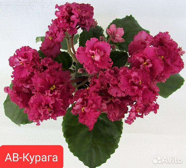 Сортовые фиалки