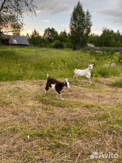 Продажа коз