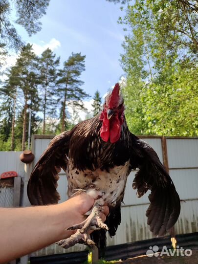 Молодые петухи