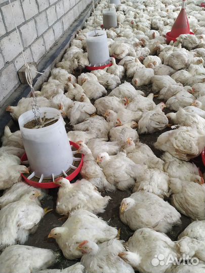 Куры бройлеры