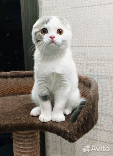 Скоттиш фолд, девочка