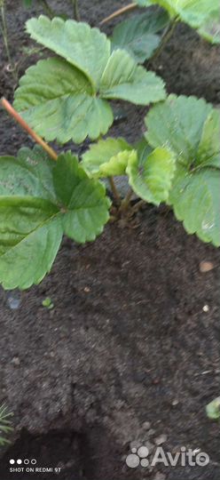 Рассада клубники усы