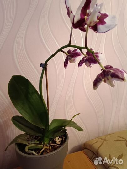 Орхидея фаленопсис