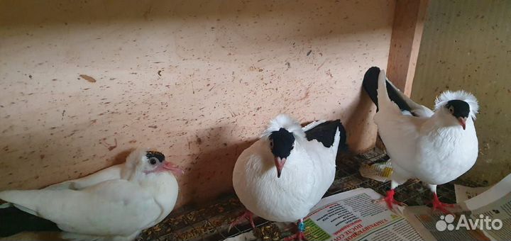 Николаевские голуби, Московские монахи