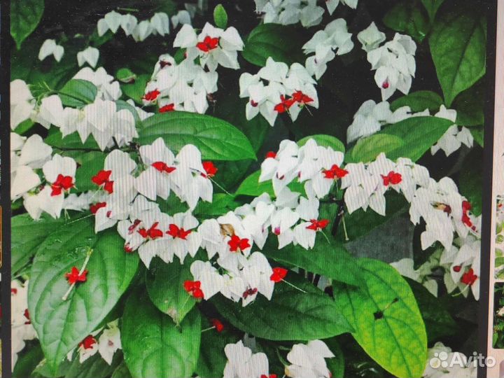 Клеродендрум томсона