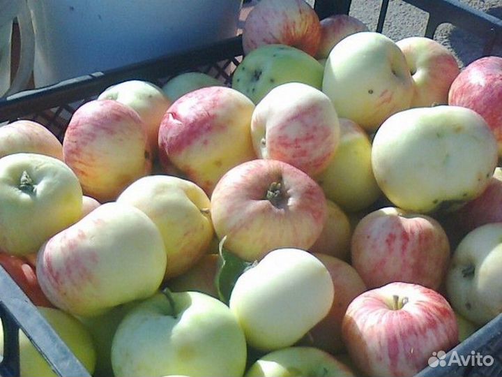 Разнорабочие сбор яблок вахта от15 смен 4000 день