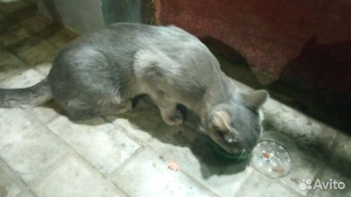 Ищем дом для кота