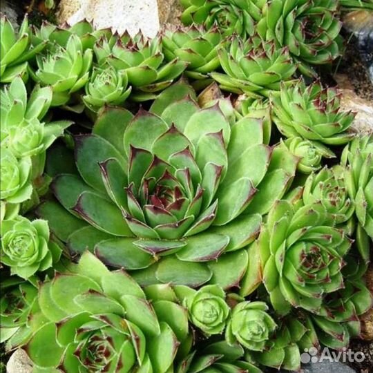 Георгины, хризантемы, суккуленты, клубника