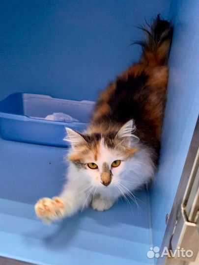 Миниатюрная красота кошечка Мила ищет дом