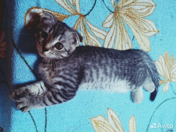 Вислоухие котята