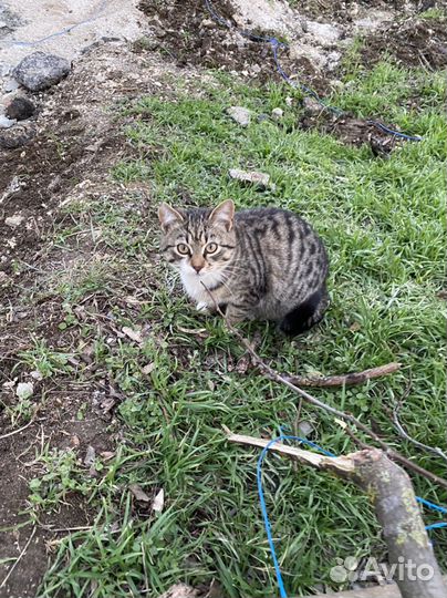 Котята разные
