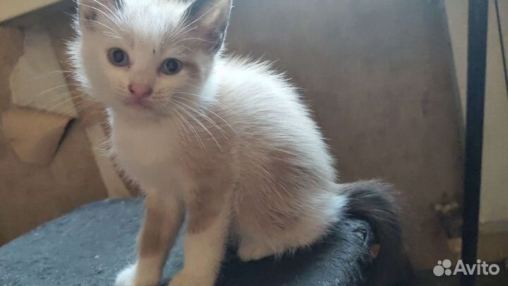 Кошка в дар бесплатно