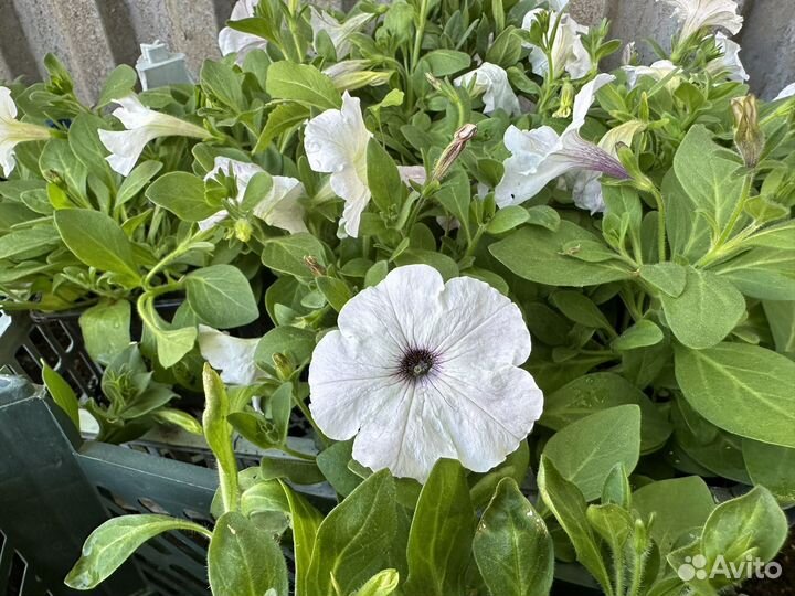 Рассада петунии