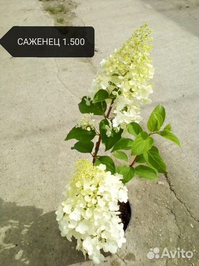 Гортензия метельчатая