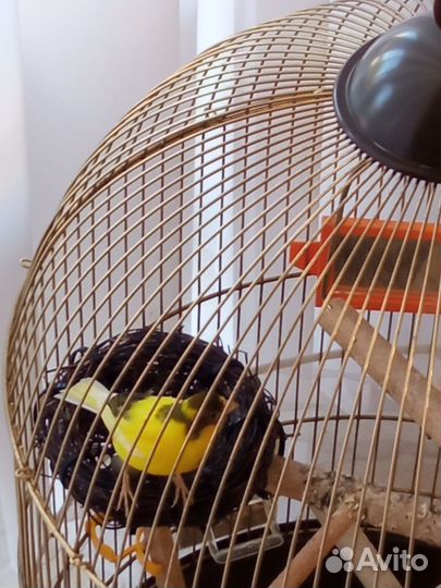 Канарейка кенар певчий