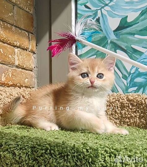 Золотая шиншилла, ny12 (папа ny12)