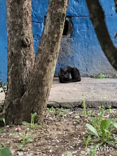 Выживает в подвале котенок-подросток