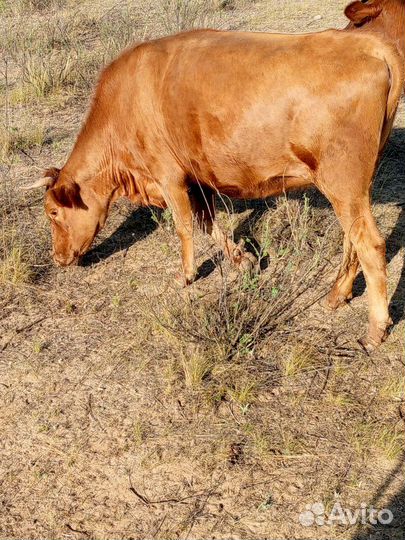 Продаётся корова