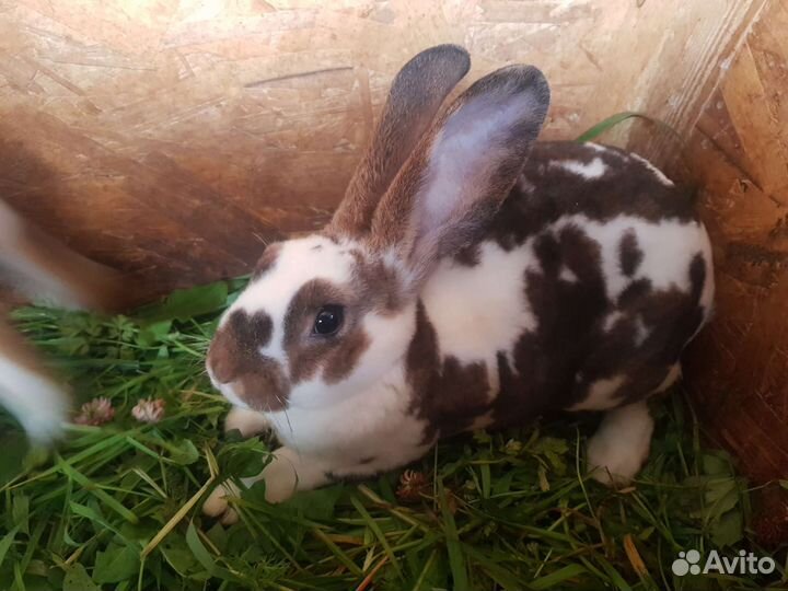 Кролики породы Рекс