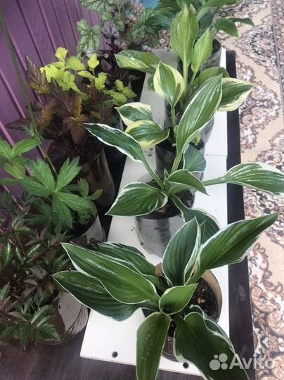 Многолетние садовые растения