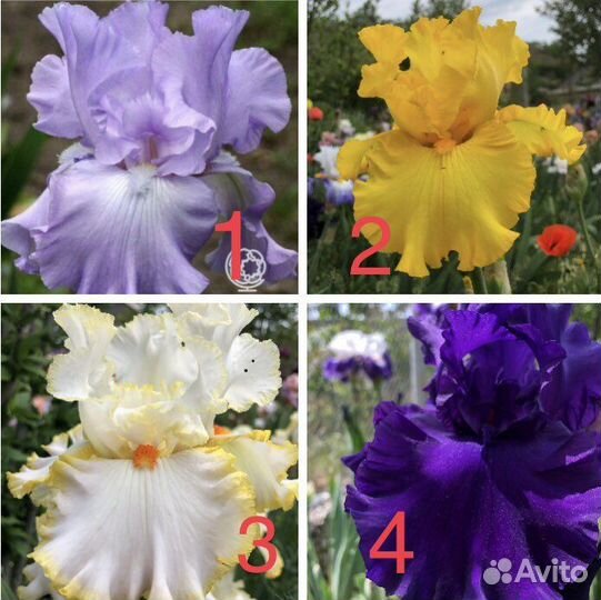 Ирисы бородатые
