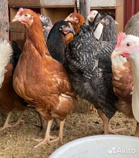 Курица молодка