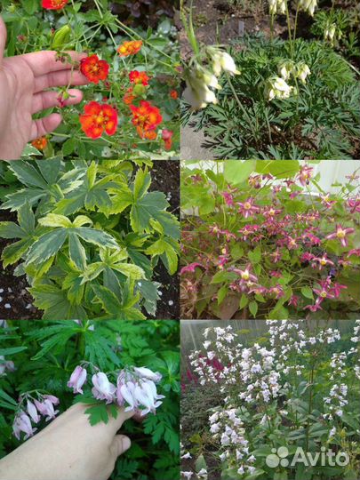 Садовые растения