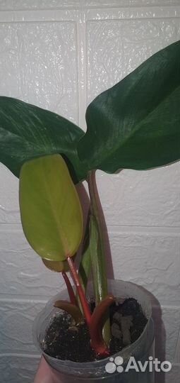 Филодендрон