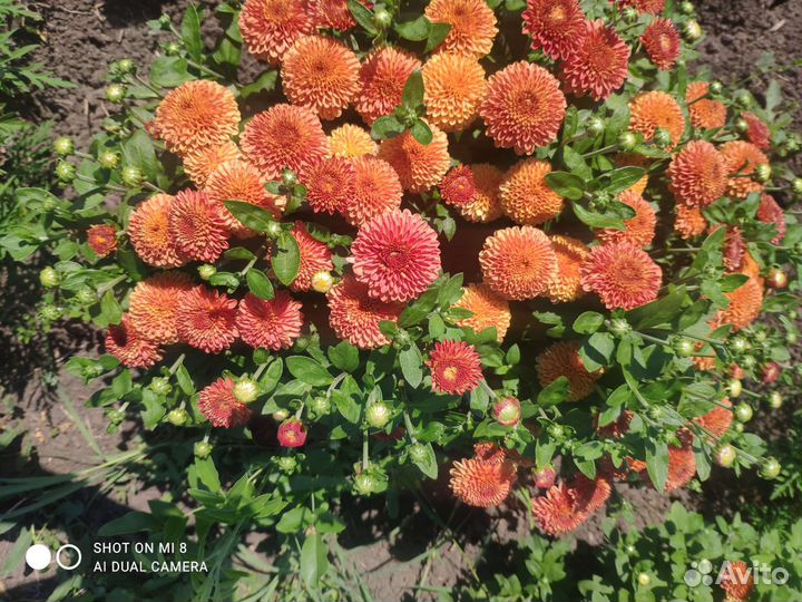Хризантема мультифлора ранние сорта