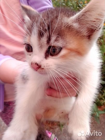 Котенок мальчик добрые руки