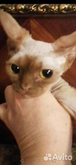 Котики девон рекс