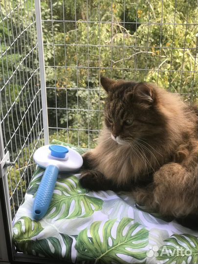 Балкон для кошки