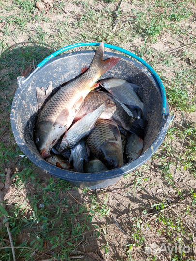 Приглашаю на рыбалку