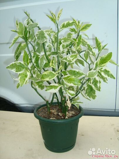 Педилантус