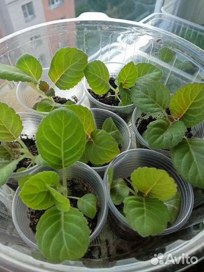 Глоксиния махровая, детки