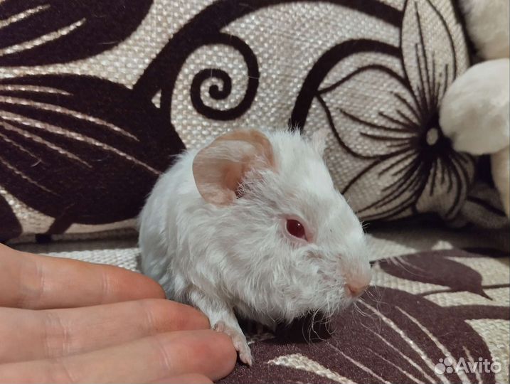Морская свинка девочка