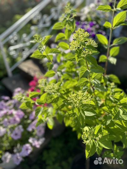 Штамб гортензии С10