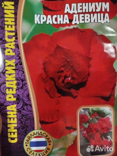 Комнатные цветы адениум