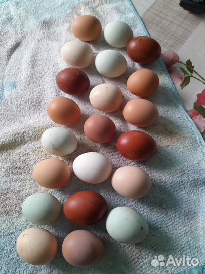 Птицы домашние куры