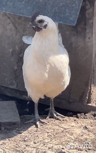 Ухейилюй яйцо