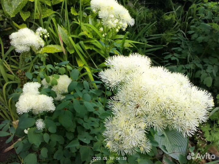 Василистник белый