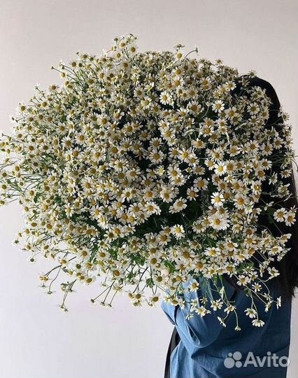 Цветы ромашки. Букеты ромашек. Цветы доставка