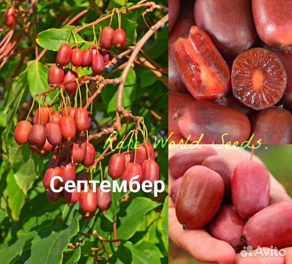 Лианы и вьющиеся