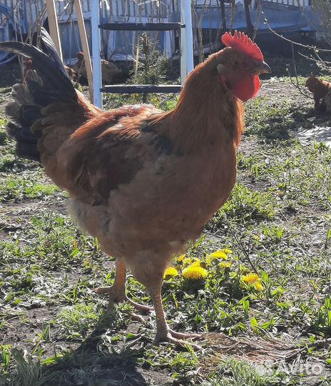 Молодые петухи, кучинские, брама