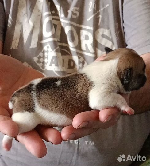 Мальчик французский бульдог